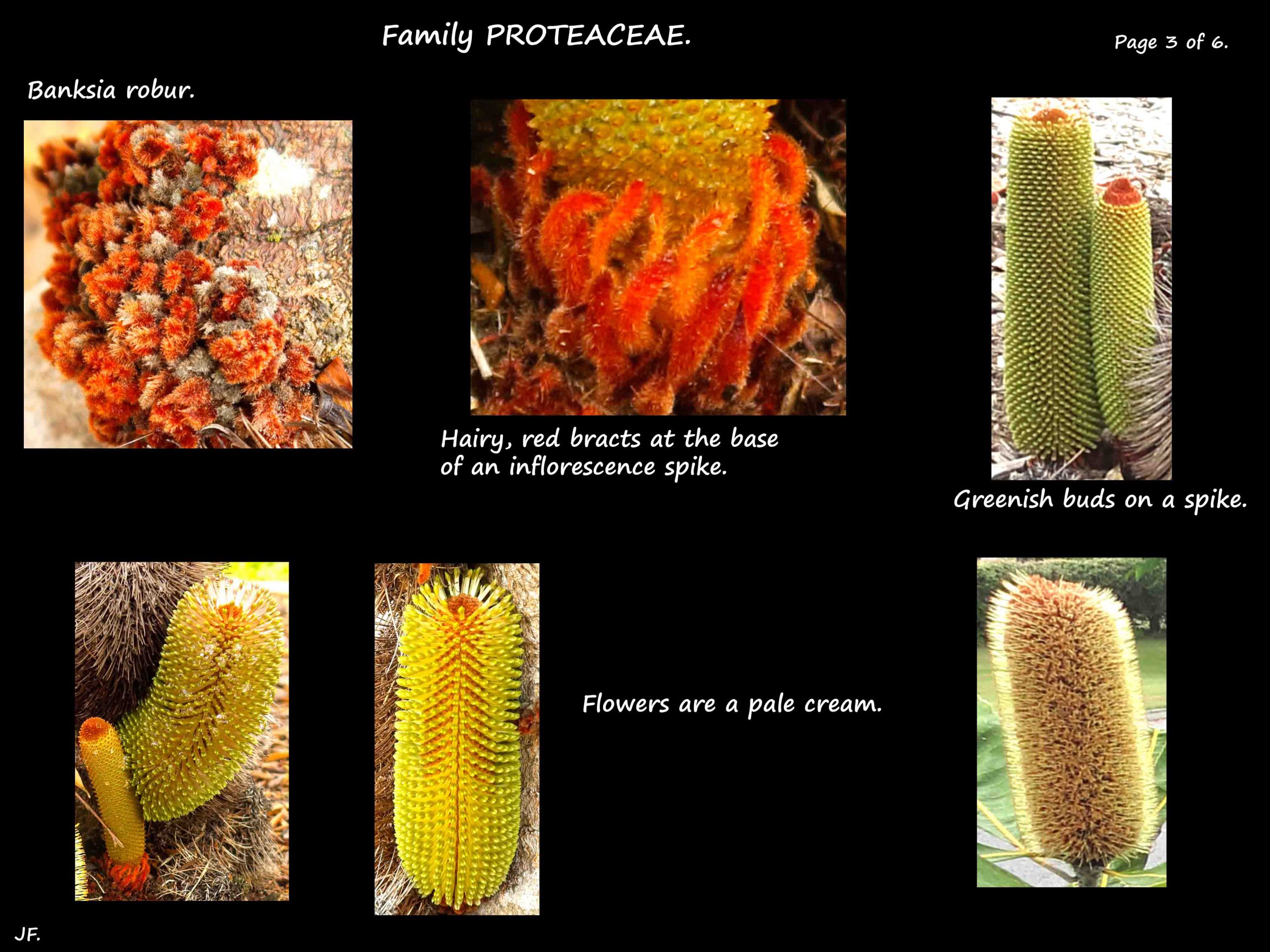 3 Flower spikes in Banksia robur